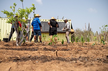 Syntropic Agroforestry 1