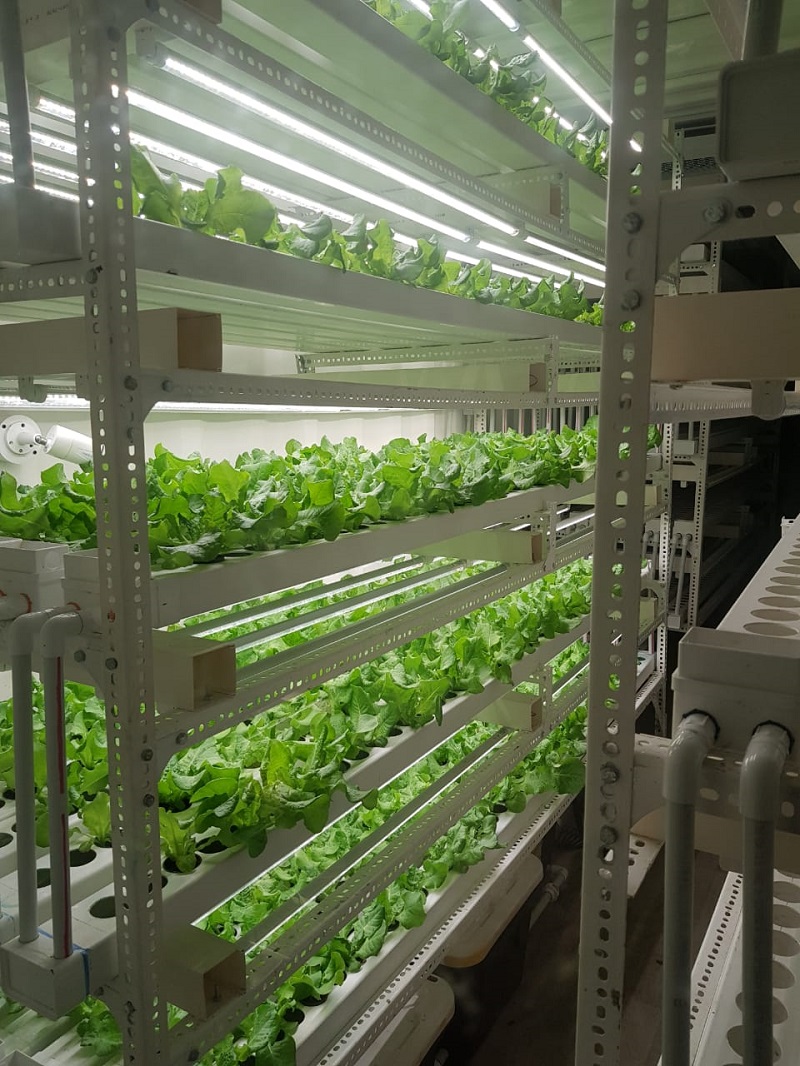 IPE 5 level Vertical Shelf System growing lettuce indoors