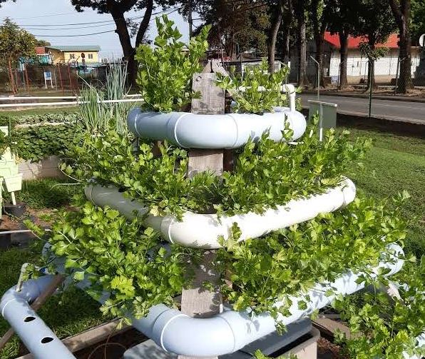 IPE Celery in Pyramid System