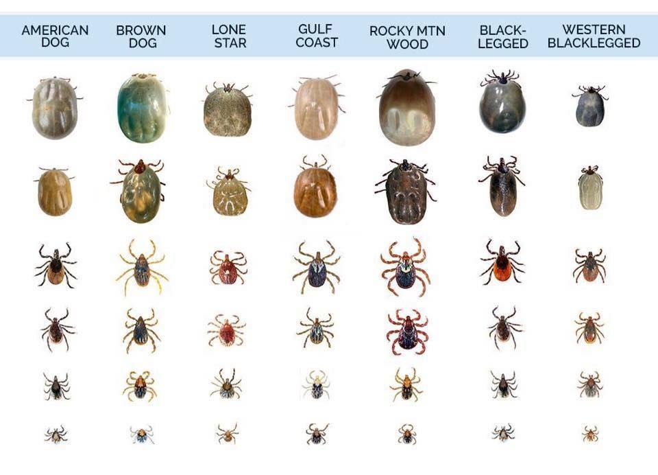 lyme verzamel